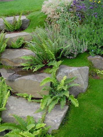 Sagina subulata Irish Moss